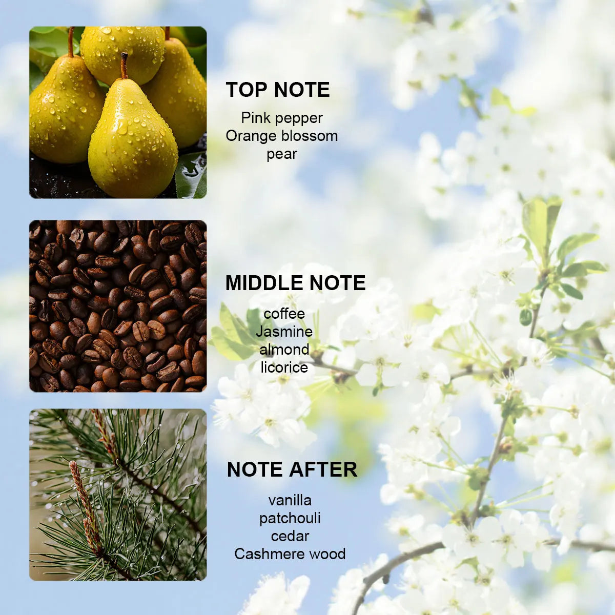 LASTAR – Cedar Unisex Pheromone Perfume 55ml